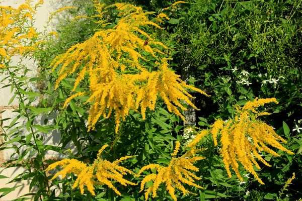 Flor Jardim Com Flores Amarelas Laranja Borboleta Preta Fundo Flores — Fotografia de Stock