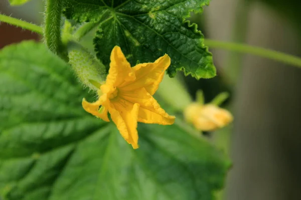 Yellow Cucumber Flower Greenhouse Cucumber Plant Flower Close — Stock Photo, Image