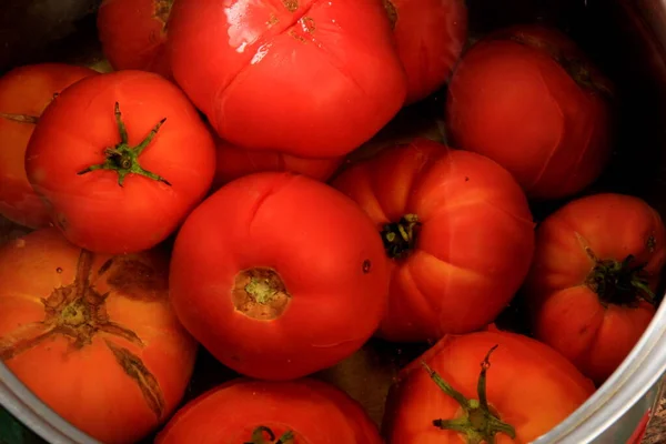 Red ripe tomatoes in a pot of hot water. Boiled Tomatoes. tomatoes poached in boiling water