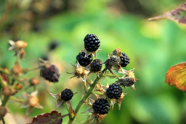 Las Moras Orgánicas Una Rama Jardín Fresco Orgánico Fresa —  Fotos de Stock