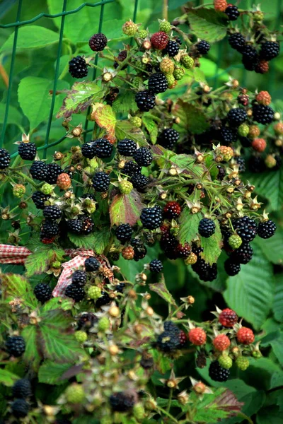 Las Moras Orgánicas Una Rama Jardín Fresco Orgánico Fresa —  Fotos de Stock