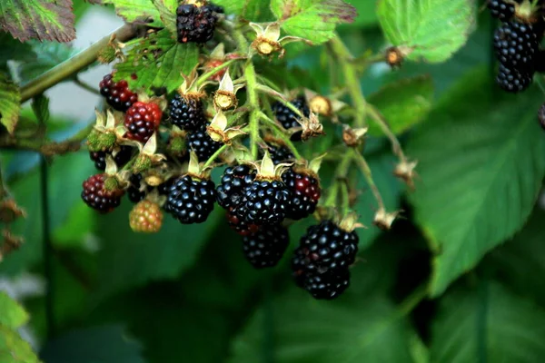 Jeżyny Organiczne Gałęzi Ogrodzie Świeże Ekologiczne Jeżyny — Zdjęcie stockowe