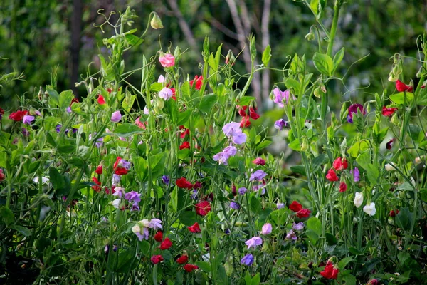 庭に美しい甘いエンドウ豆の花 混合色甘いエンドウ豆の花 — ストック写真