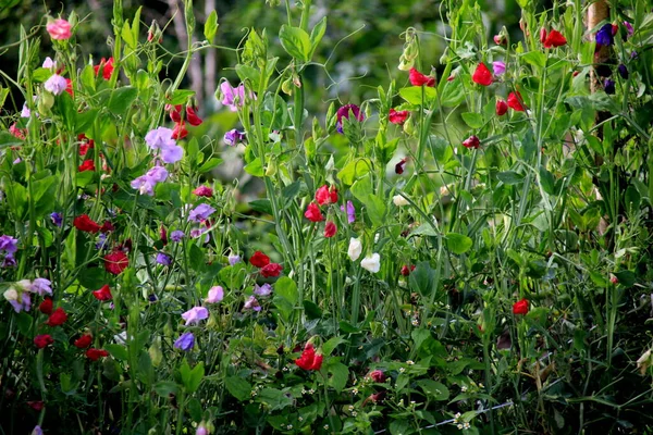 Bahçedeki güzel bezelye çiçekleri. Karışık renkte tatlı bezelye çiçeği