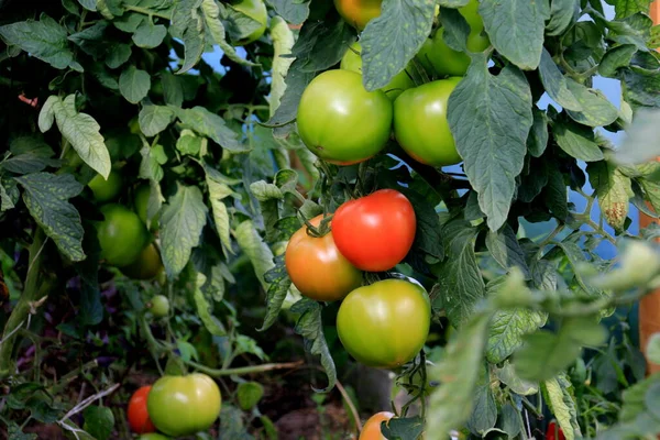 Mooie Rode Rijpe Tomaten Geteeld Een Kas Biologische Groenten Verse — Stockfoto