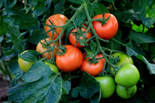 Belos Tomates Vermelhos Maduros Cultivados Estufa Legumes Orgânicos Tomates Vermelhos — Fotografia de Stock