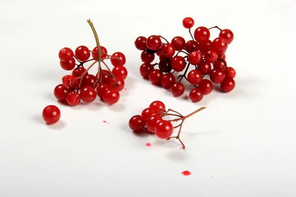 Rijp Viburnum Viburnum Opulus Bessen Geïsoleerd Wit Grote Bosbessen Fruitclusters — Stockfoto