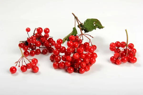 Viburnum Matang Viburnum Opulus Beri Diisolasi Dengan Warna Putih Gugusan — Stok Foto