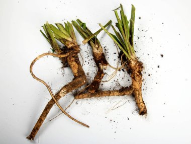 Beyaz arka planda izole edilmiş taze hasat edilmiş yabanturpu kökü. Taze yabanturpu.