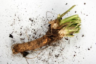 Beyaz arka planda izole edilmiş taze hasat edilmiş yabanturpu kökü. Taze yabanturpu.