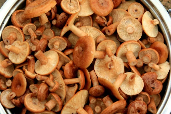 Rufous Milkcap Lactarius Rufus Mantar Arka Planı Yenilebilir Sonbahar Mantarı — Stok fotoğraf