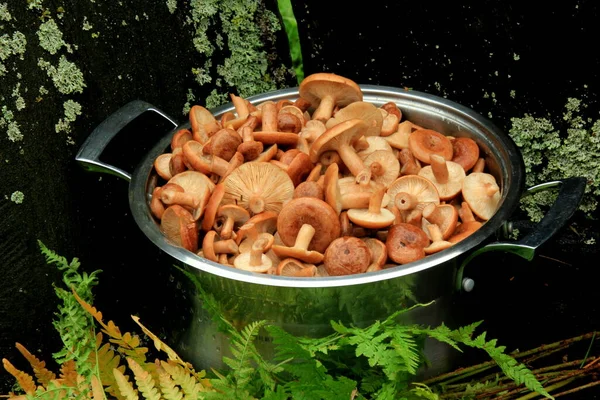Frisch Geschnittene Rohe Rufous Milkcap Champignons Einem Großen Suppentopf Natürlicher — Stockfoto