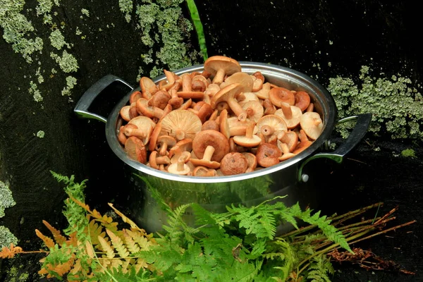 Frisch Geschnittene Rohe Rufous Milkcap Champignons Einem Großen Suppentopf Natürlicher — Stockfoto