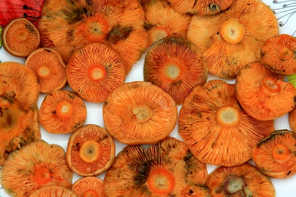 Rohe Safran Milchkappen Pilze Auf Einem Teller Essbarer Herbstpilz Safran — Stockfoto