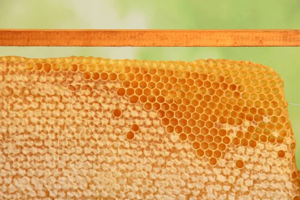 Bee Honeycomb Honey Yellow Honeycomb Wax Background Concept Beekeeping — Stock Photo, Image