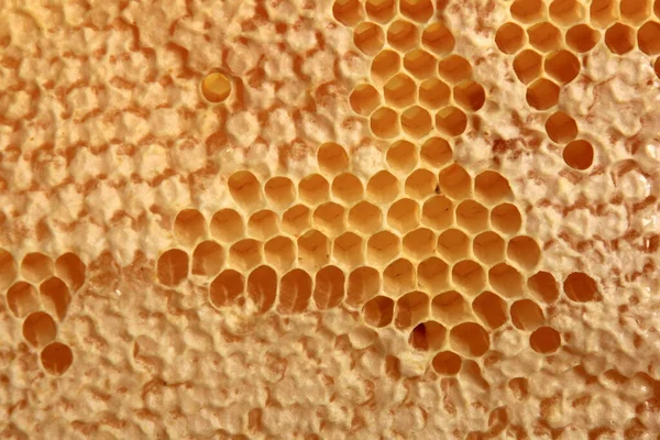 Bee Bikaka Med Honung Gul Bikaka Vax Bakgrund Begreppet Biodling — Stockfoto