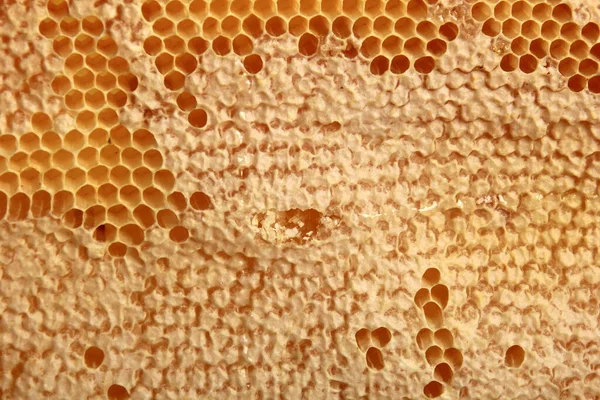 Bee Bikaka Med Honung Gul Bikaka Vax Bakgrund Begreppet Biodling — Stockfoto