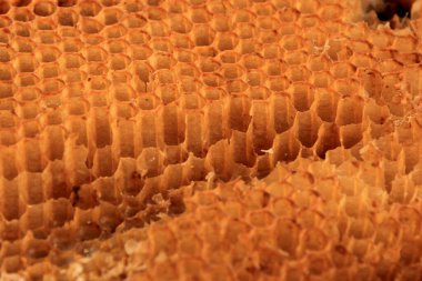 Eski ve hasarlı bal peteği ahşap bir çerçeveye yakın plan. Arıcılık konsepti