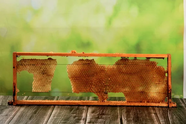 Old Damaged Bee Honeycomb Close Wooden Frame Beekeeping Concept — Stock Photo, Image
