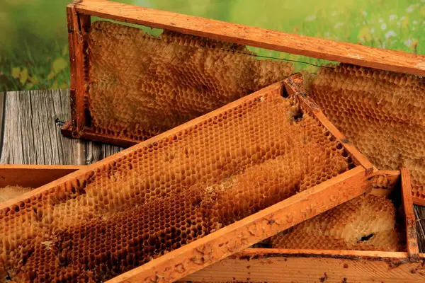 Old Damaged Bee Honeycomb Close Wooden Frame Beekeeping Concept — Stock Photo, Image