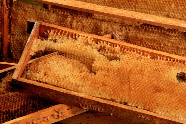 Old Damaged Bee Honeycomb Close Wooden Frame Beekeeping Concept — Stock Photo, Image
