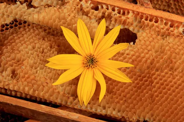 Old Bee Honeycomb Yellow Flowers Wooden Frame Close Beekeeping Concept — Stock Photo, Image