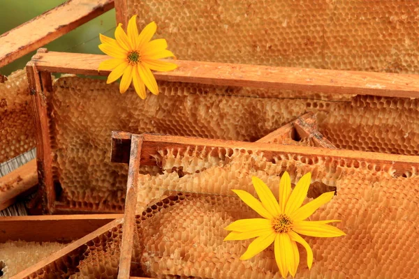 Old Bee Honeycomb Yellow Flowers Wooden Frame Close Beekeeping Concept — Stock Photo, Image