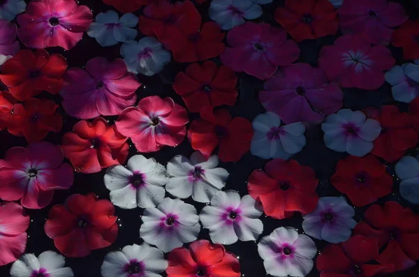Flowers Background Beautiful Bright Stock Photo Flowers Background Beautiful Bright Stock Photo
