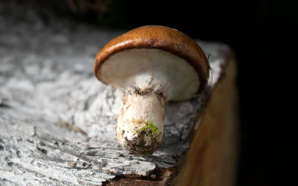 Liten Höstsvamp Träbakgrund Naturligt Ljus Natur Vacker Bild — Stockfoto