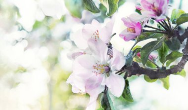 Güneş ışığında bir ağacın üzerindeki elma ağacının güzel çiçekleri. Bahar. Arka plan bulanık. Seçici odaklanma. Sıcak ışık.