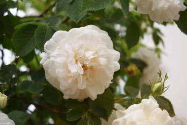 Bahçede dallı ve yeşil yapraklı gül çiçeği. Doğa. Bulanık arkaplan, yumuşak odak.