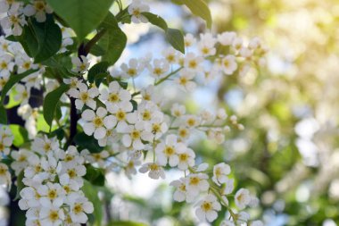 Bahar çiçekli arka plan. Çiçek açan bir ağaç ve güneş ışığıyla güzel bir doğa sahnesi. Güneşli bir gün. Bahar çiçekleri. Güzel bahçe. Bulanık arkaplan. Baharda.