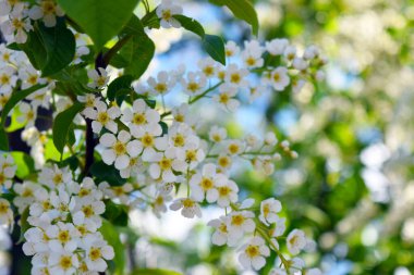 Bahar çiçekli arka plan. Çiçek açan bir ağaç ve güneş ışığıyla güzel bir doğa sahnesi. Güneşli bir gün. Bahar çiçekleri. Güzel bahçe. Bulanık arkaplan. Baharda.