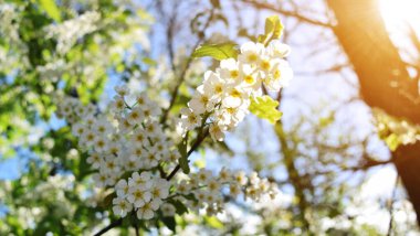 Bahar çiçekli arka plan. Çiçek açan bir ağaç ve güneş ışığıyla güzel bir doğa sahnesi. Güneşli bir gün. Bahar çiçekleri. Güzel bahçe. Bulanık arkaplan. Baharda.