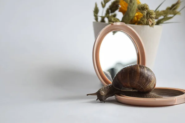 Garden snail on a small mirror. The concept of beauty care, appearance. Natural cosmetics.