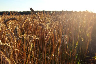 Altın olgun buğday tarlası, güneşli gün, yumuşak odak, tarım arazisi, büyüyen bitki, ekin, sonbahar doğası, hasat mevsimi konsepti