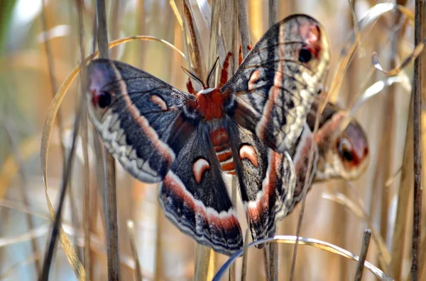 野生ではセクロピアの蛾が交尾している セクロピア蛾は北米最大の蛾です — ストック写真
