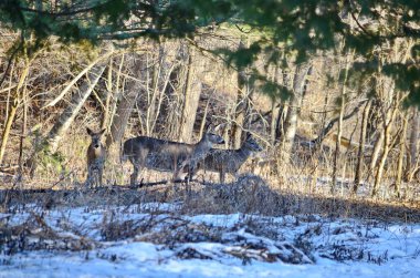 Kanada, Ontario 'da kışın beyaz kuyruklu geyik dişi..