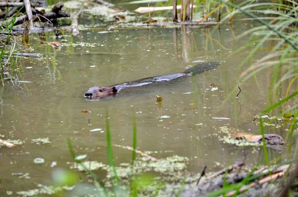 Wild North American Beaver Slutet Hösten Ontario Kanada — Stockfoto