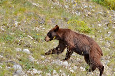 Kahverengi Siyah Ayı Jasper Ulusal Parkı, Alberta, Kanada.