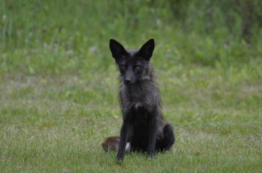 Silver Fox, a melanistic variety of red fox in the wilderness in Saskatchewan, Canada. clipart