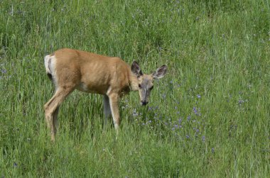 Kanada, Alberta 'daki Peace River Vadisi' ndeki çayırda geyik..
