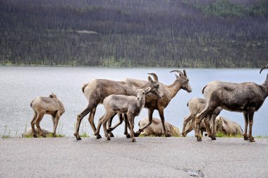Jasper Ulusal Parkı, Alberta, Kanada 'da asfalt bir yolda keçi sürüsü..