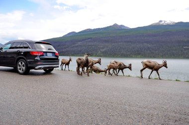 Jasper Ulusal Parkı, Alberta, Kanada 'da asfalt bir yolda keçi sürüsü..