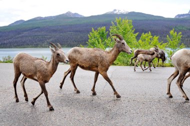 Jasper Ulusal Parkı, Alberta, Kanada 'da asfalt bir yolda keçi sürüsü..