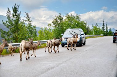Jasper Ulusal Parkı, Alberta, Kanada 'da asfalt bir yolda keçi sürüsü..