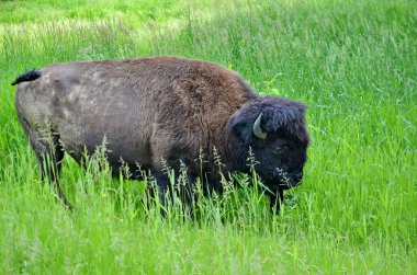 Kanada Alberta 'daki Elk Adası Ulusal Parkı' ndaki Plains Bison..