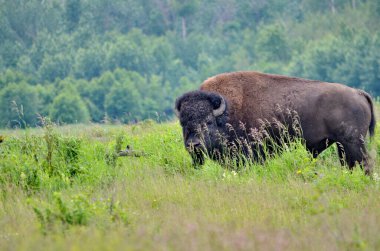 Kanada Alberta 'daki Elk Adası Ulusal Parkı' ndaki Plains Bison..