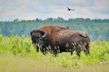 Kanada Alberta 'daki Elk Adası Ulusal Parkı' ndaki Plains Bison..