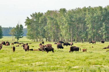 Kanada, Alberta 'daki Elk Adası Ulusal Parkı' nda orman bizonu sürüsü.